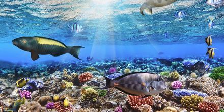 I Röda havet gömmer sig en färgglad undervattensvärld.