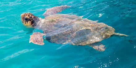 I Argostolis hamn äter havssköldpaddorna sin frukost.