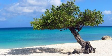 Dividivi-träden är ett signum för Aruba. Tack vare den västliga vinden är alla växter böjda i tjugo graders vinkel.