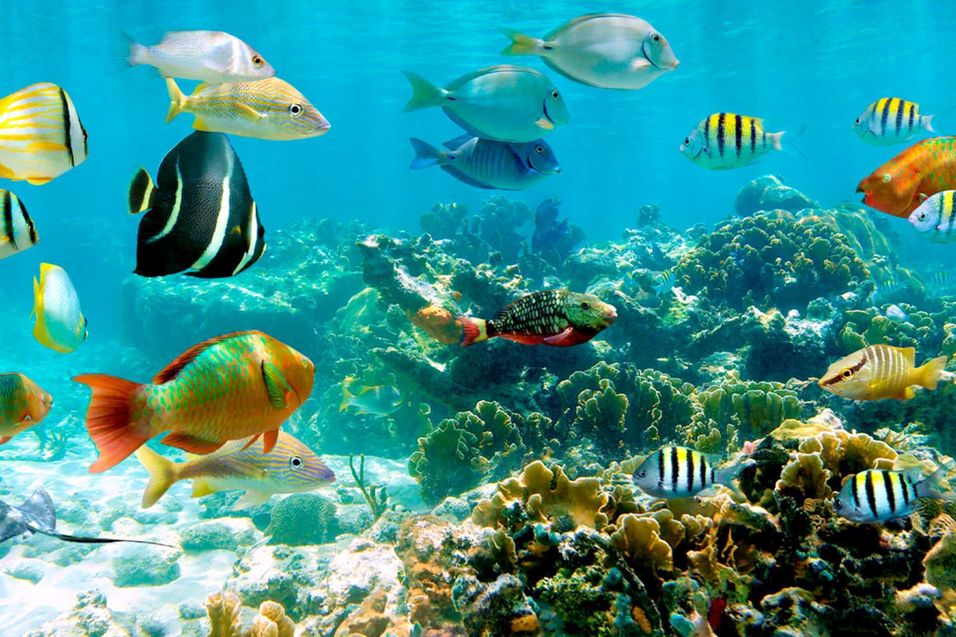 Båt med glasbotten - upptäck Röda havet under ytan