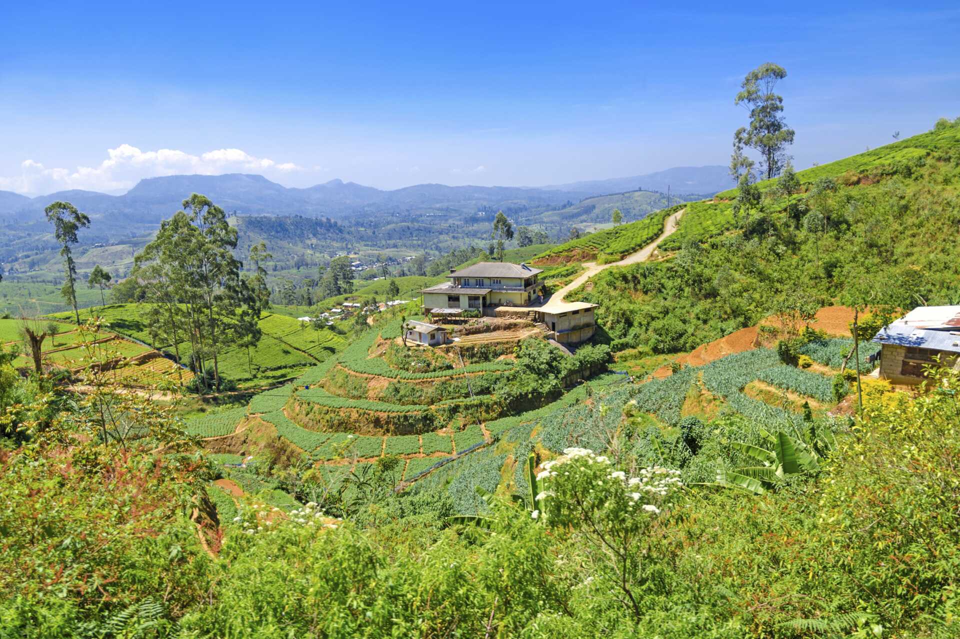 Teplantage på Sri Lanka.