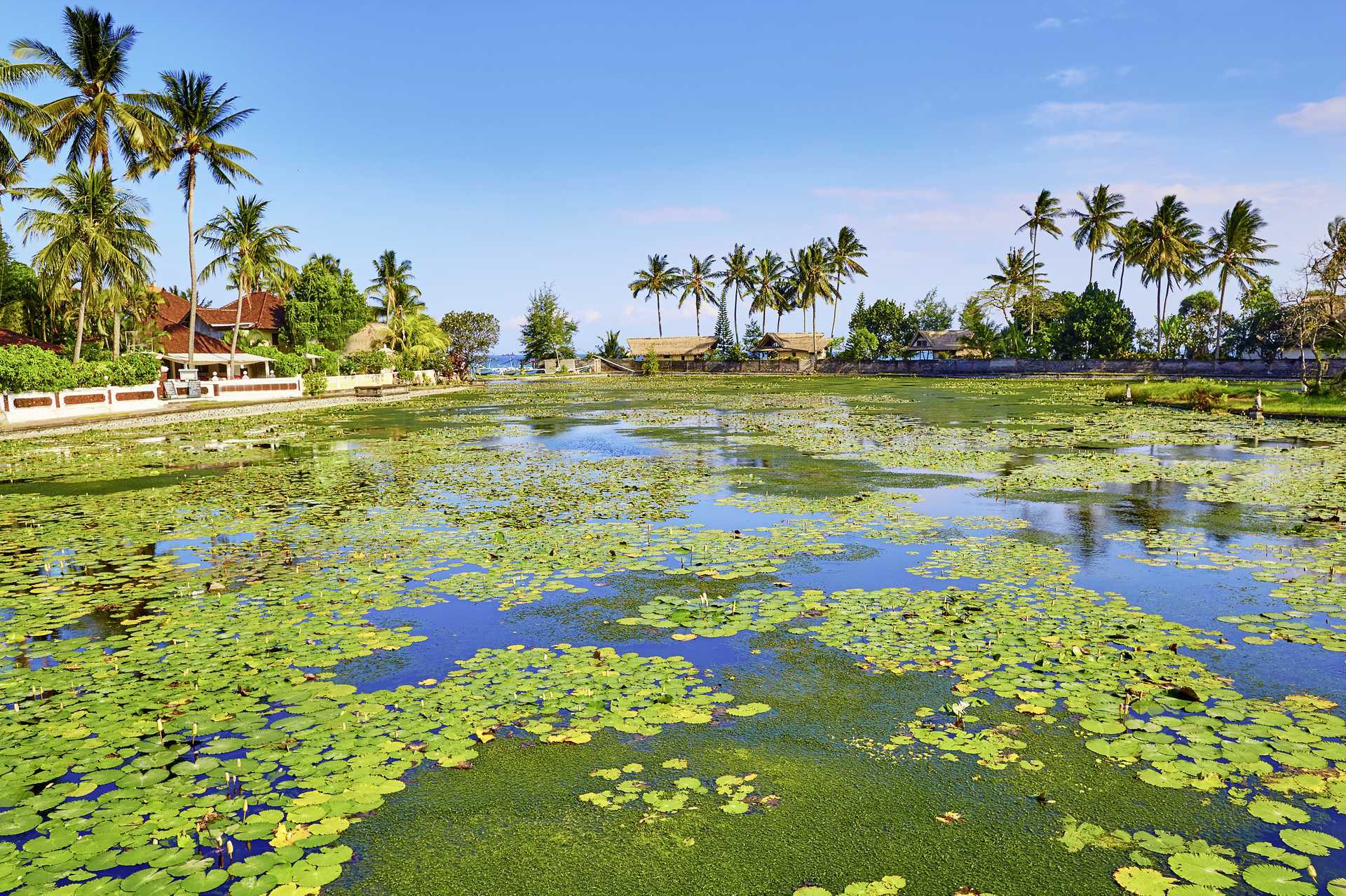 Lotuslagunen i Candi Dasi, Bali.