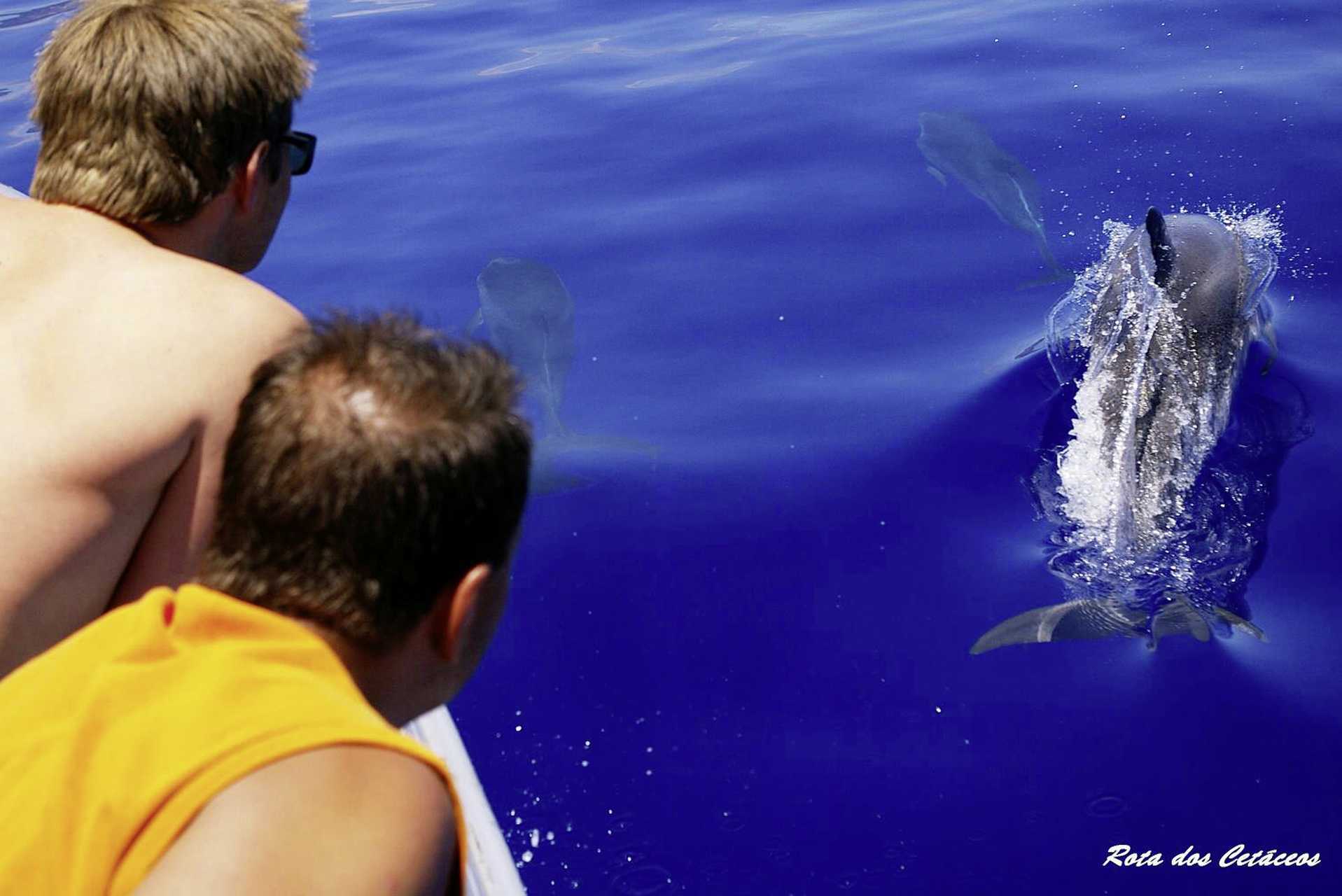 Delfinsafari