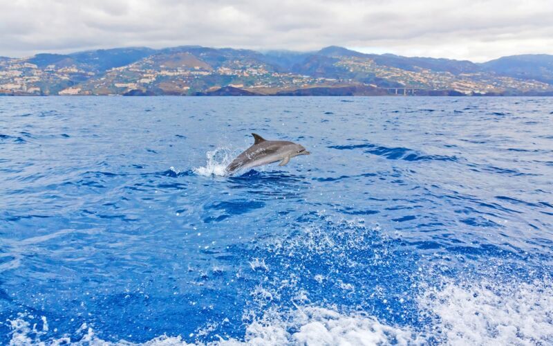 Delfinsafari