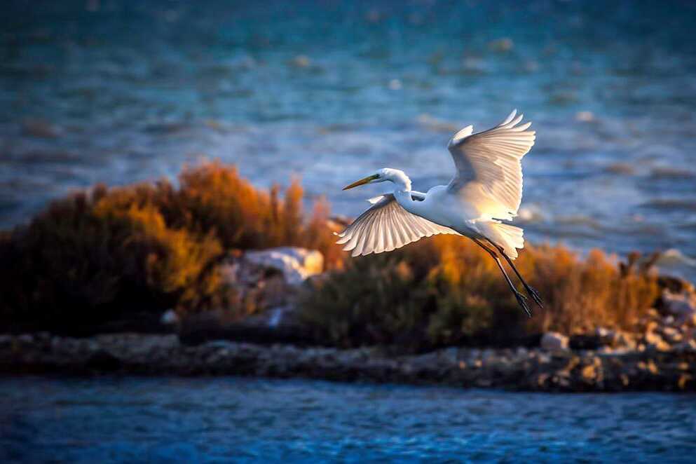 Delfinsafari i Amvrakikos-bukten