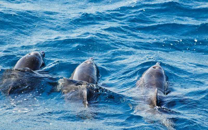 Dolphinspotting och snorkling
