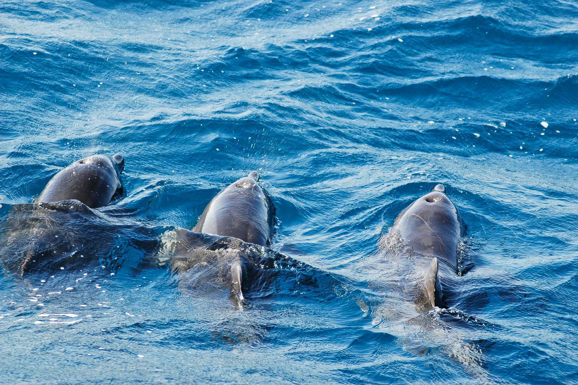Dolphinspotting och snorkling