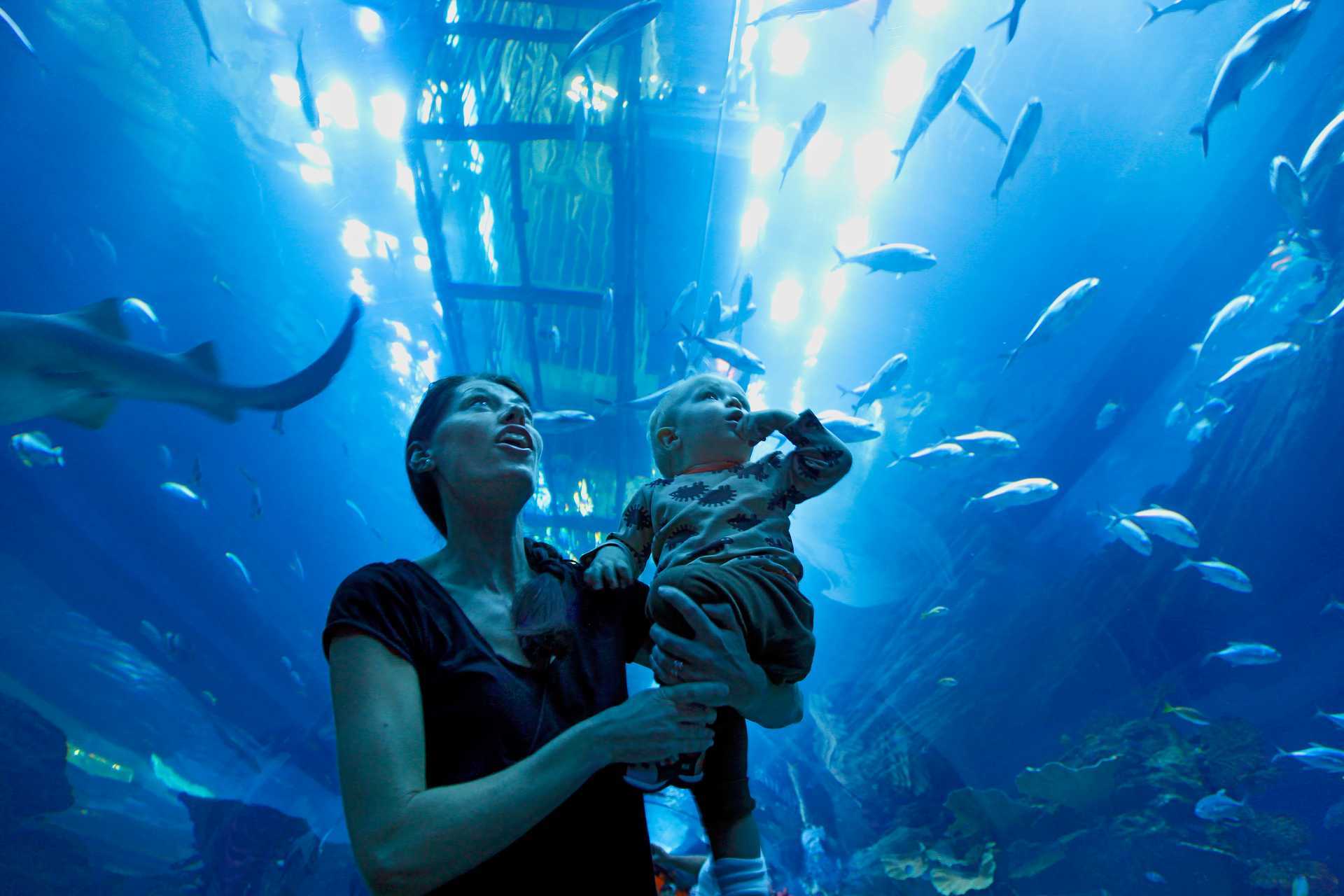 Akvarium i Dubai Mall, Förenade Arabemiraten.