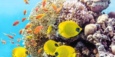 Under Röda havets yta väntar en färgsprakande värld att upptäcka!
