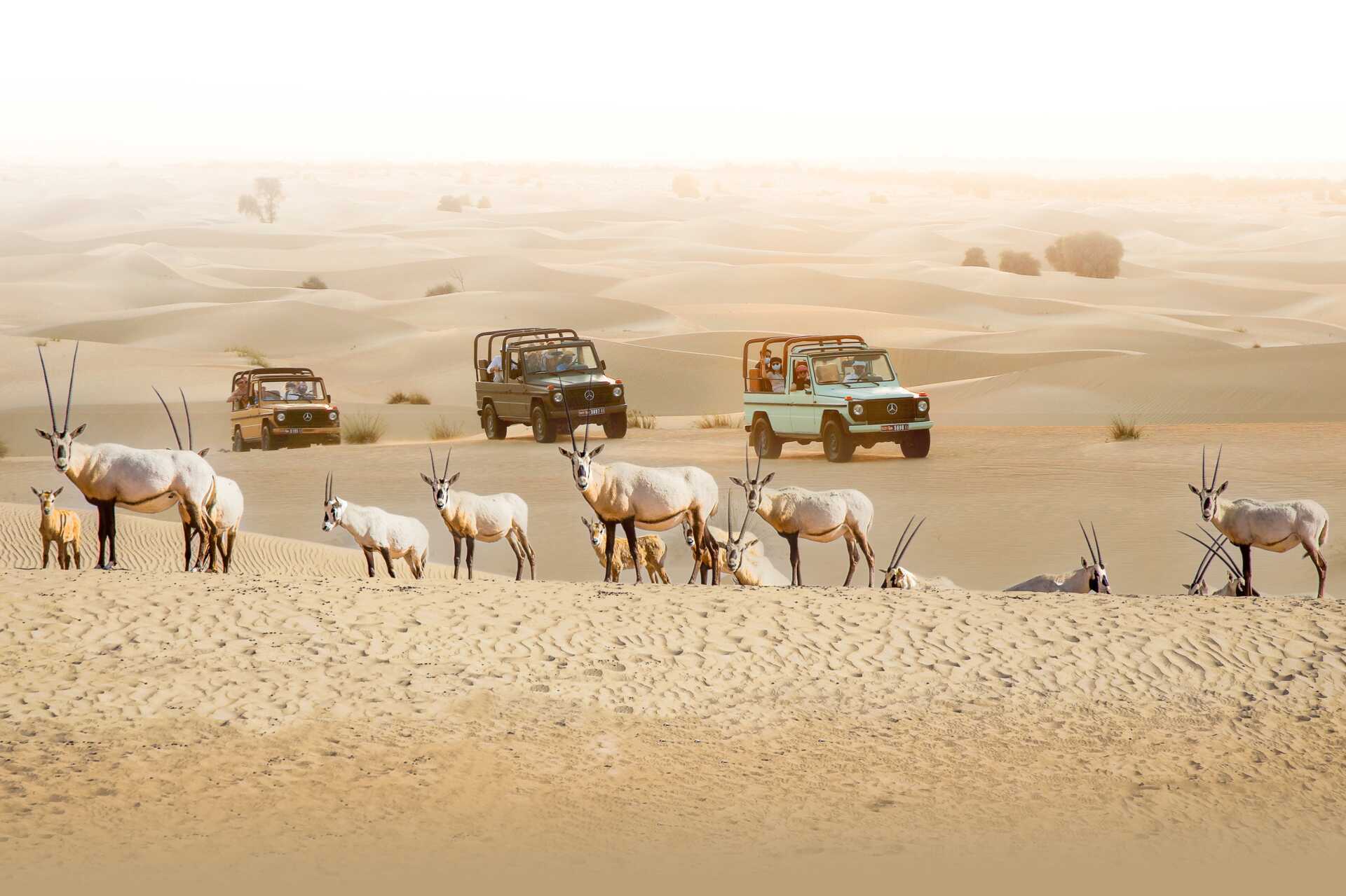 Elegant ökensafari i G-Class med middag