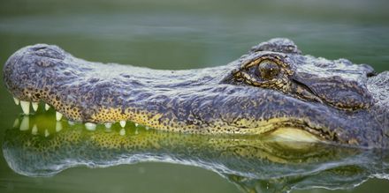 I Everglades kan du se alligatorer.