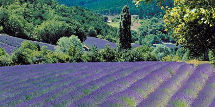 De vackra lavendelfälten i Aix-en-Provence