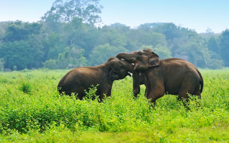Elefanter i naturreservat på Sri Lanka.