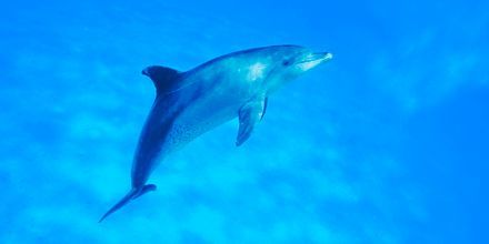 Spana på delfiner med Apollos utflykt Dolphin spotting som utgår från Hurghada.