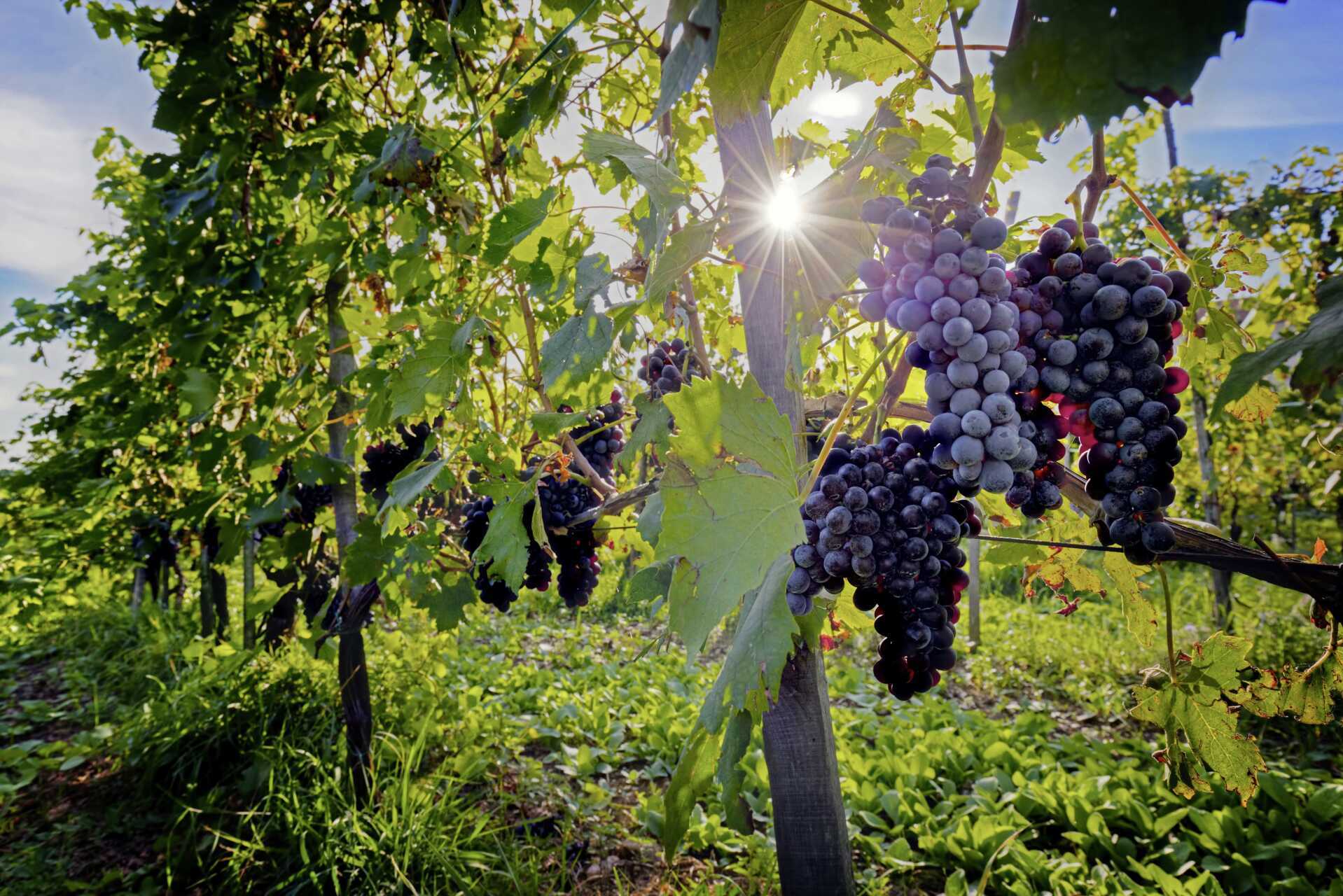 Väl i Toscana är det nästan ett måste att besöka en vingård för att få smak på regionens goda viner.