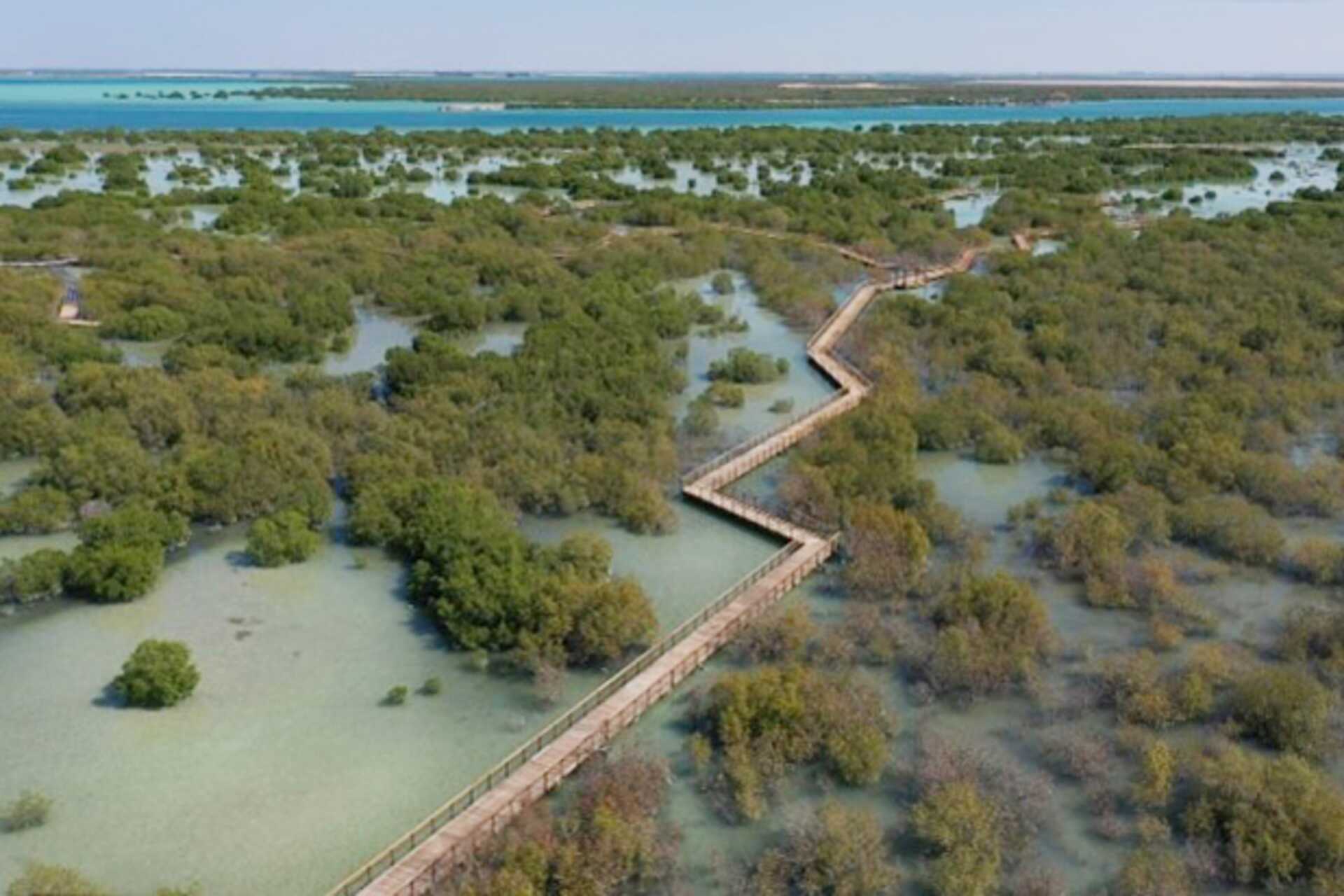 Kajak i Abu Dhabis mangrove
