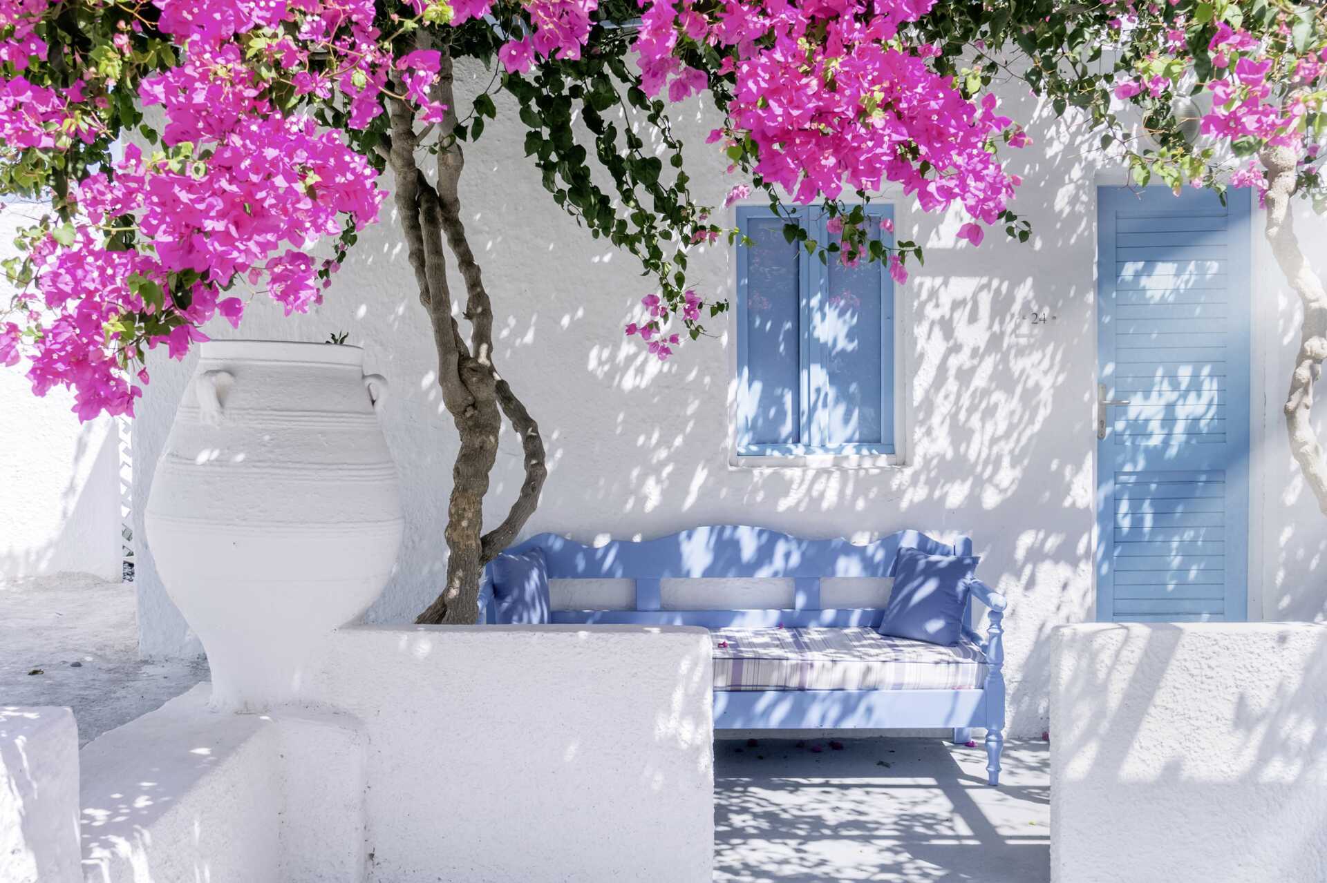 Bougainvillea på Santorini i Grekland.