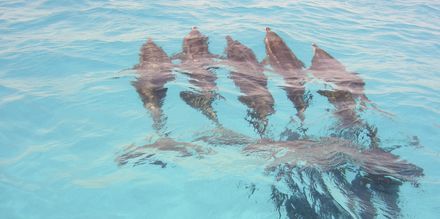 Delfiner utanför ön Sal, Kap Verde.