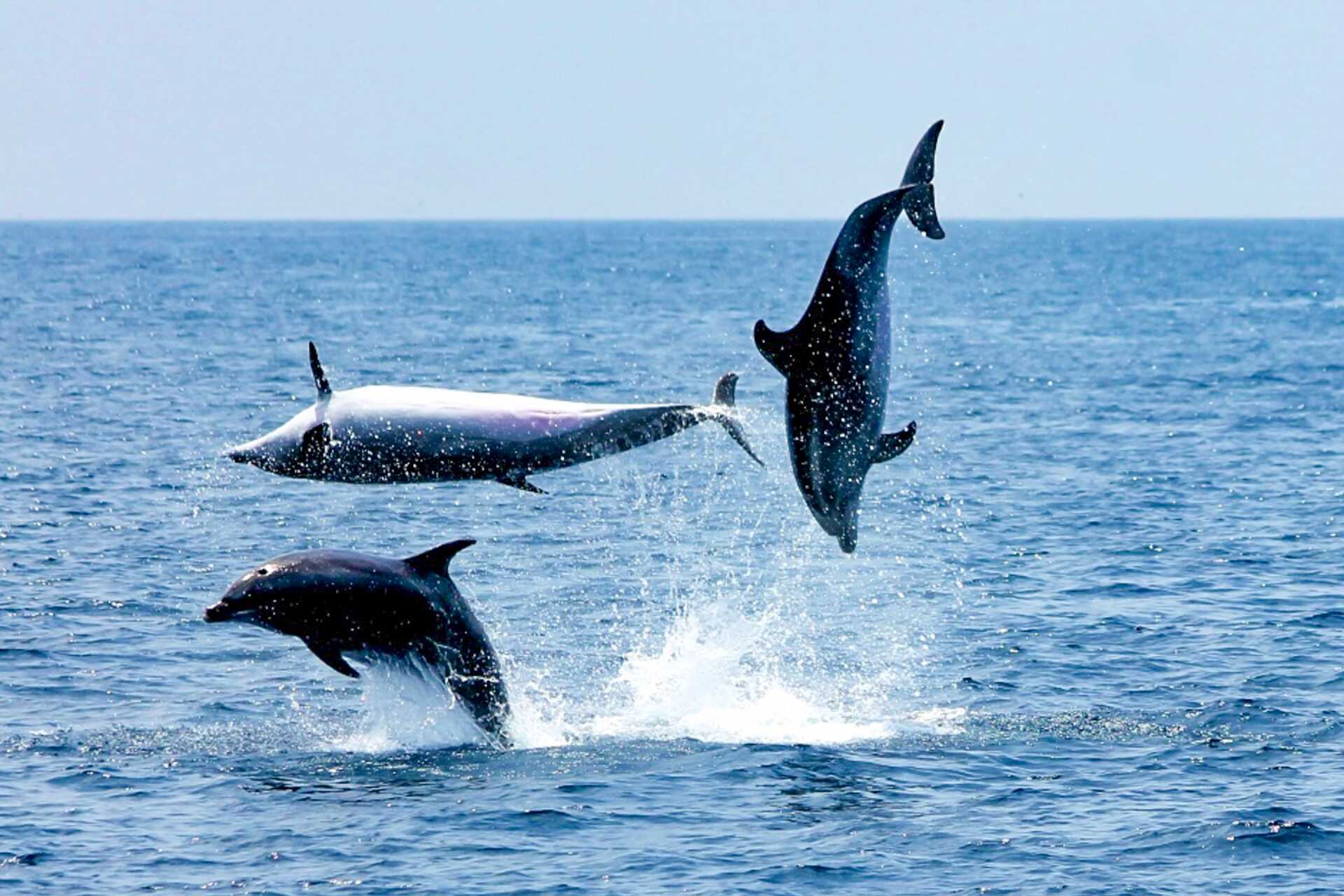 Katamarantur till de mäktiga klipporna Los Gigantes