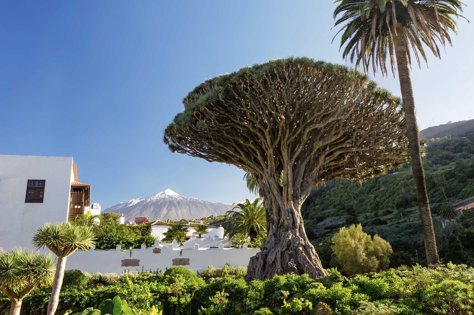 Ötur – det bästa av Teneriffa