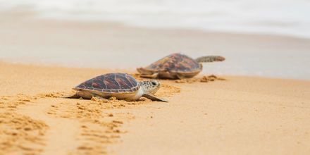 Havssköldpaddorna Caretta Caretta lägger sina ägg i sanden.