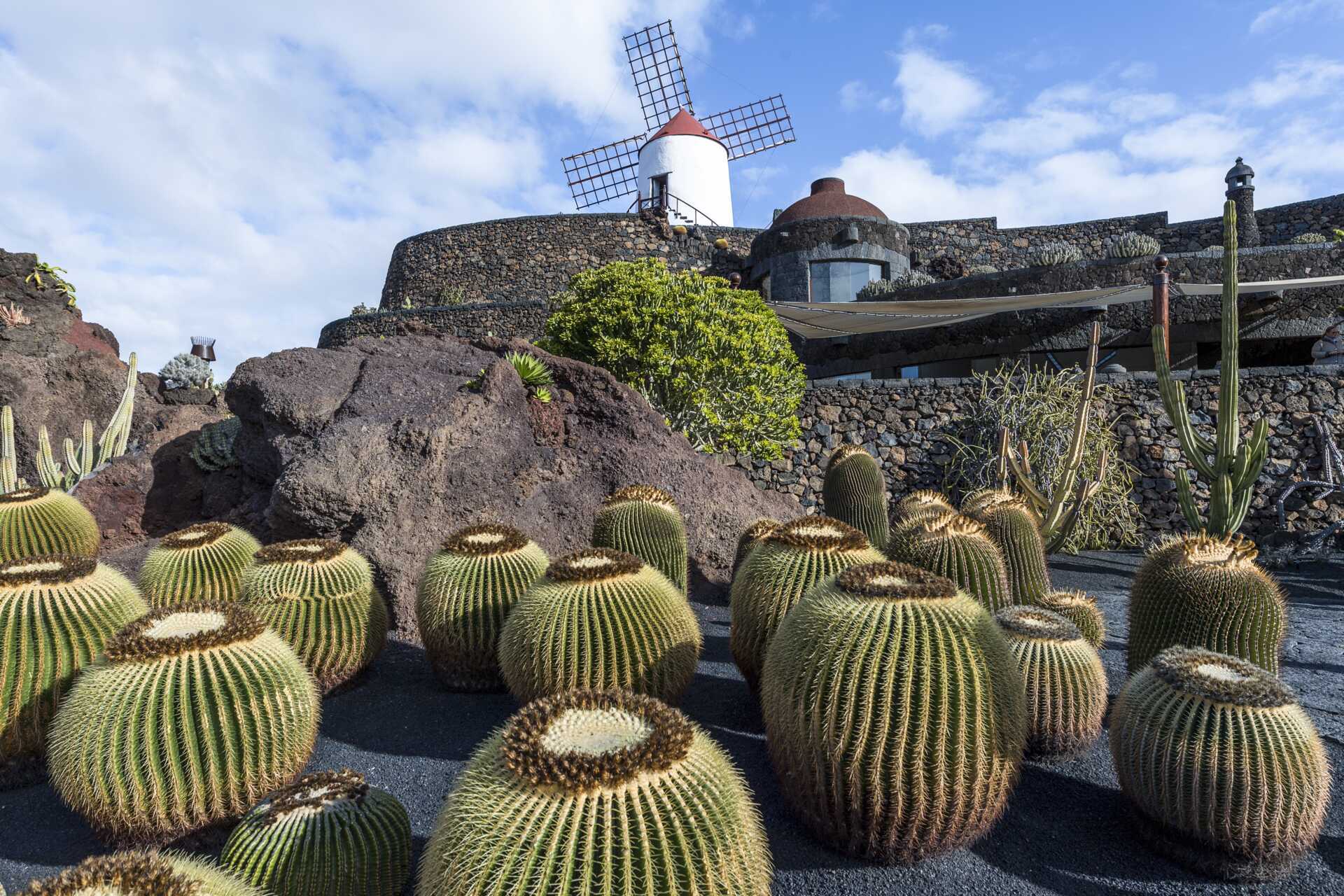 Kaktusträdgård på Lanzarote, Kanarieöarna.
