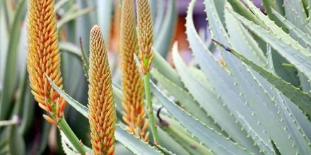 På Kanarieöarna växer Aloe Vera fritt.