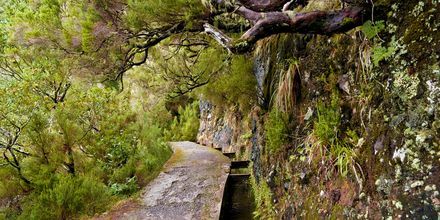 Levadorna på Madeira användes förr för vattna jorden. Idag är de populära vandringsleder.