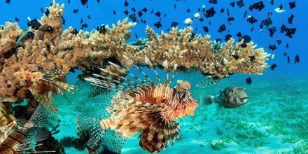 Hela landet består av öar och korallrev, vilket underlättar för fantastisk snorkling på Maldiverna.