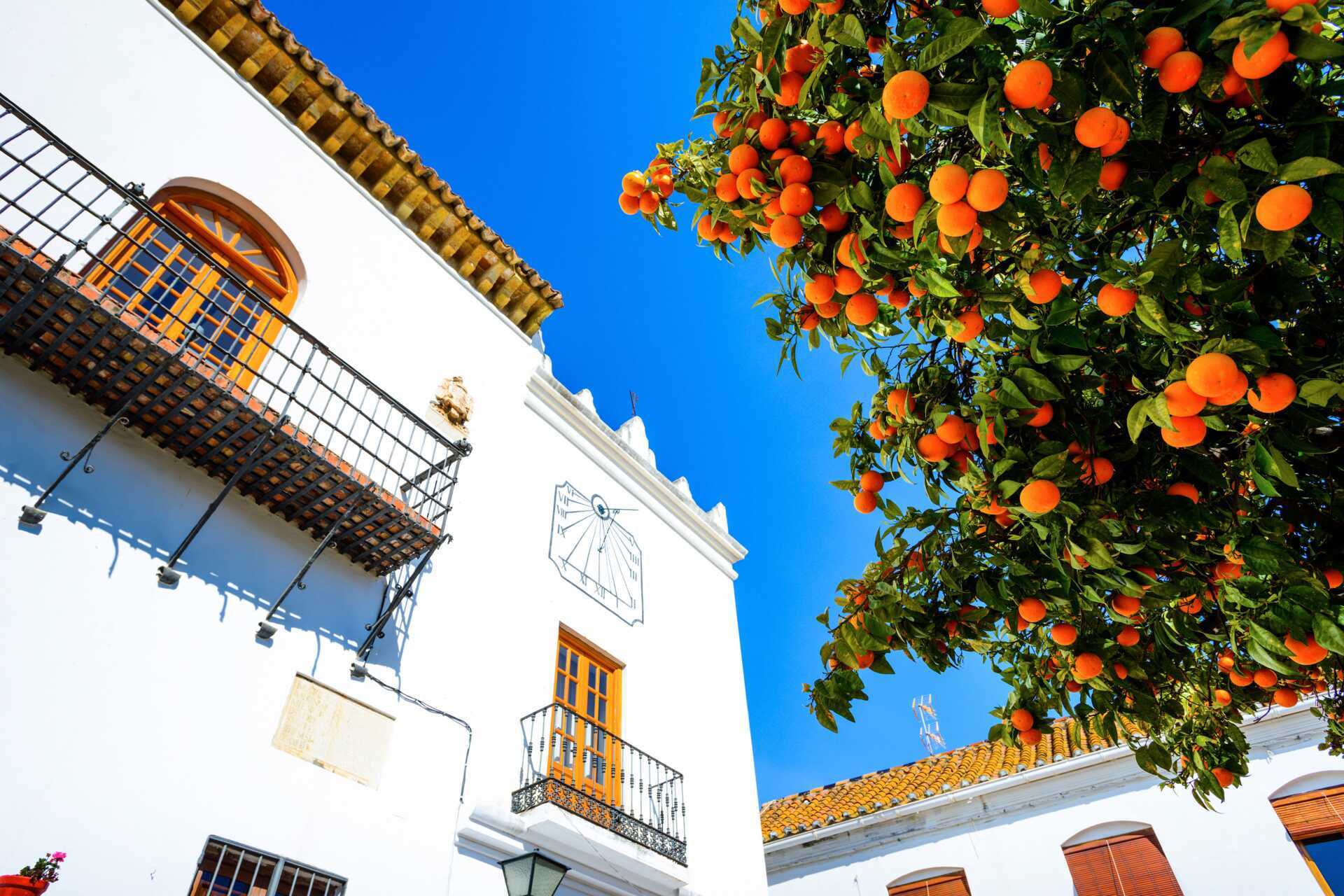 Apelsiner på Apelsintorget i Marbella, Spanien.