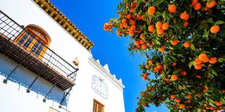 Apelsiner på Apelsintorget i Marbella, Spanien.