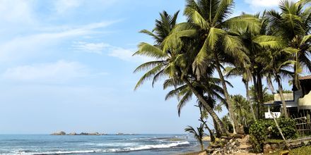 Strand i Negombo på Sri Lanka.