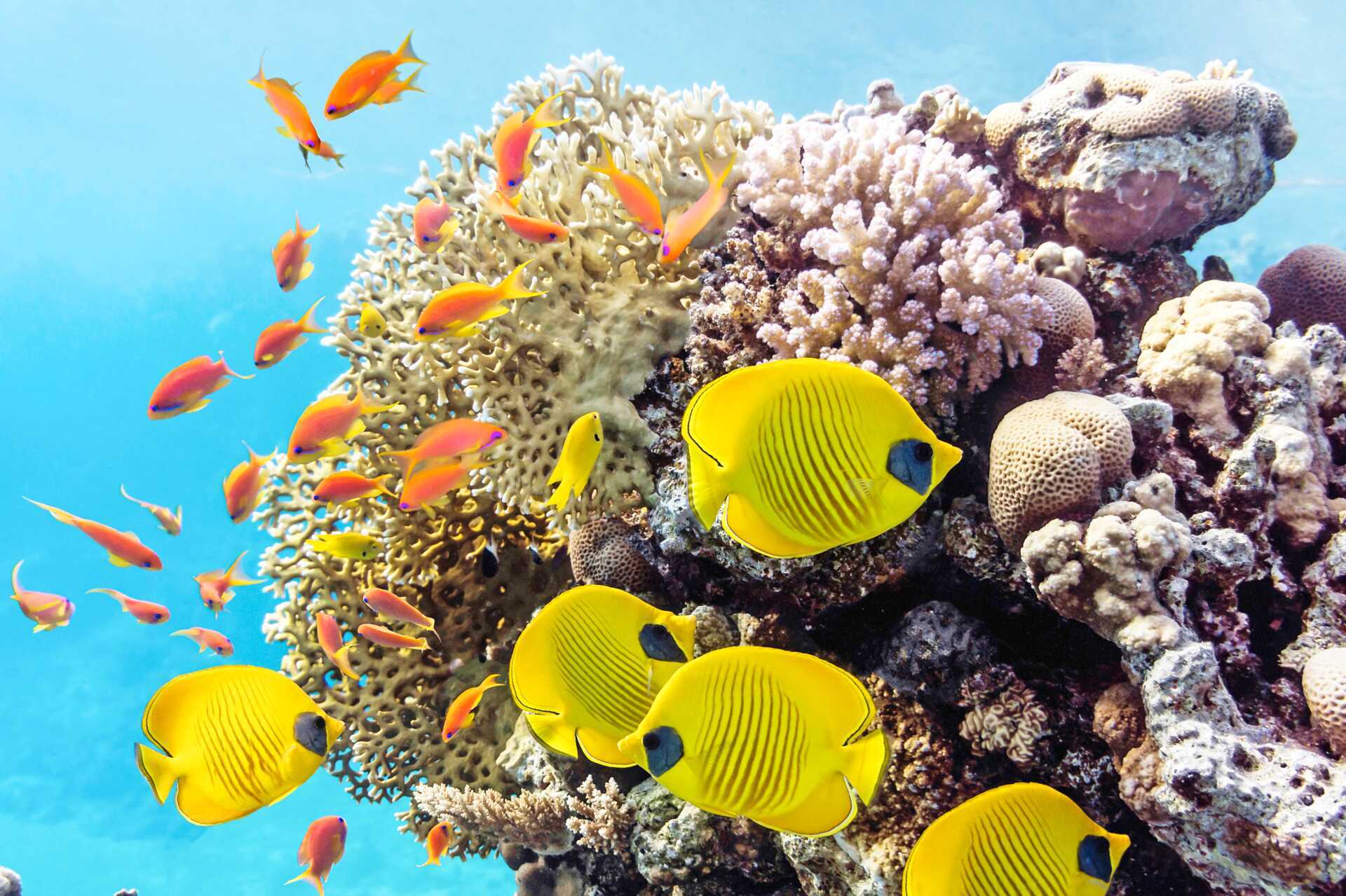 Under Röda havets yta väntar en färgsprakande värld att upptäcka!