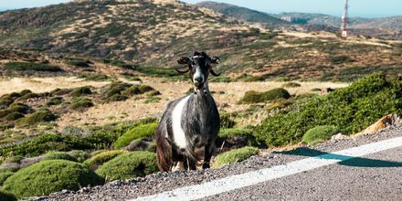 På Kreta lever vilda getter som man kan stöta på vid vägkanten.