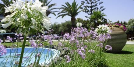Trädgård på hotell Panorama i Kato Stalos på Kreta, Grekland.