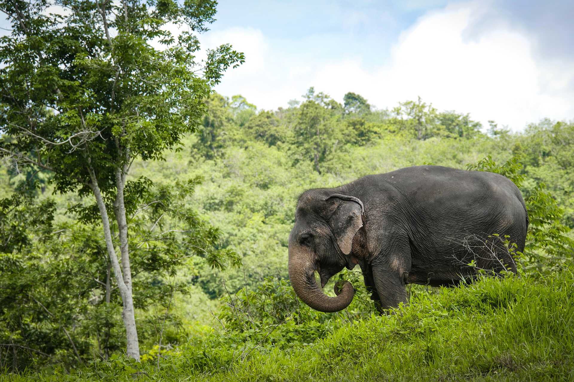 Phukets elefantreservat