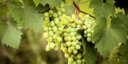 På Korcula tillverkas Kroatiens finaste vita viner.