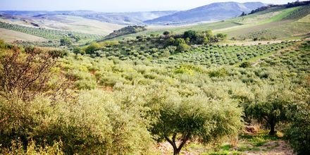 Olivodlingar på Sicilien.