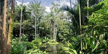 Singapores botaniska trädgård är ett måste för den växtintresserade.