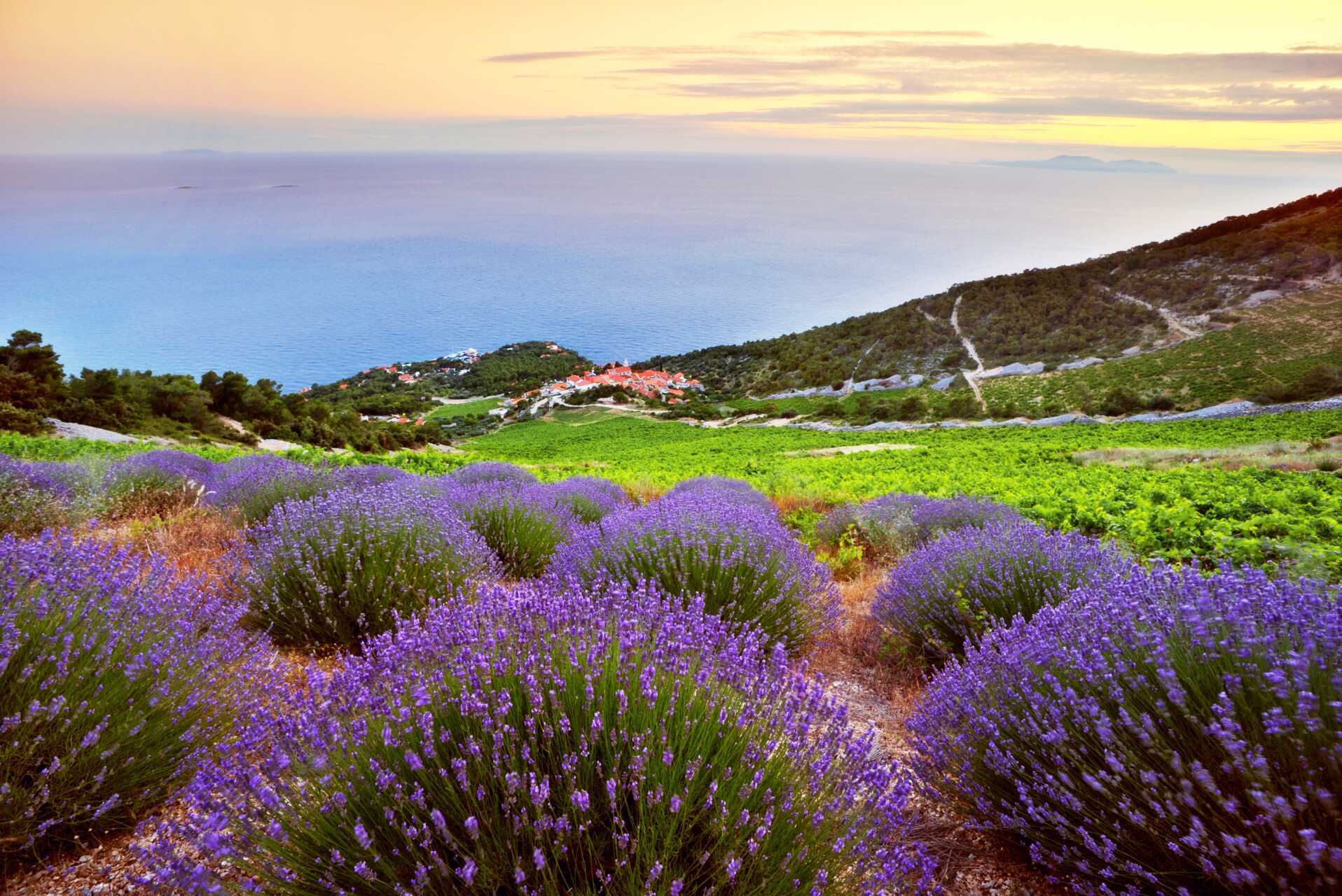 Hvar är känd som lavendelön.