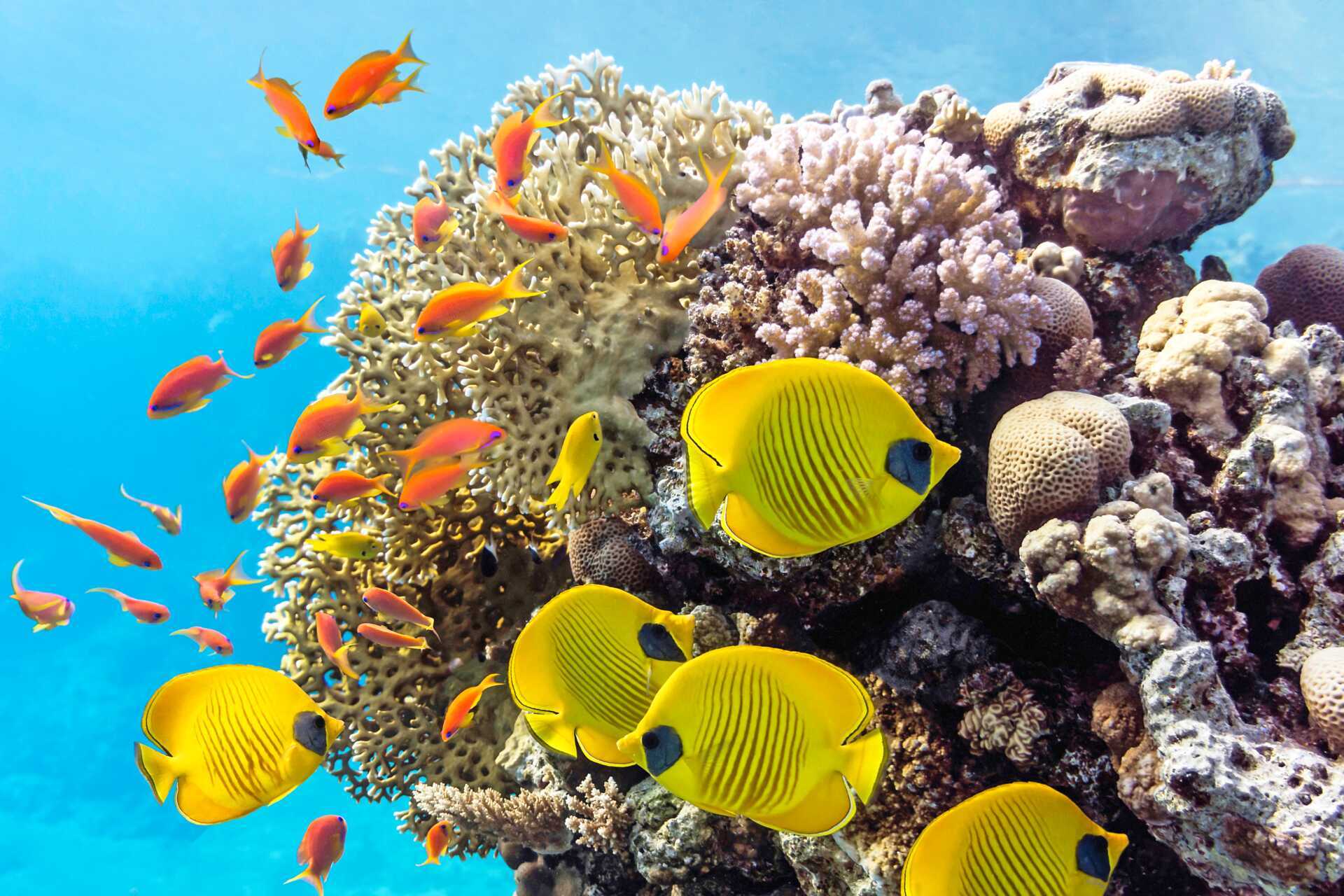 Snorkling vid nationalparken Tiran island