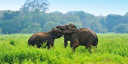 Elefanter i naturreservat på Sri Lanka.