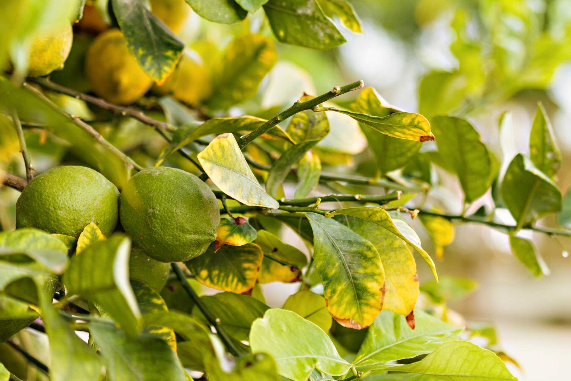 Trädgården på hotell Sunsuites Carolina på Gran Canaria, Kanarieöarna.