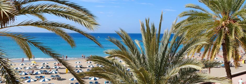 Palmkantad strandpromenad i Los Cristianos på Teneriffa.