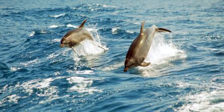Atlanten är hem åt bland annat delfiner!