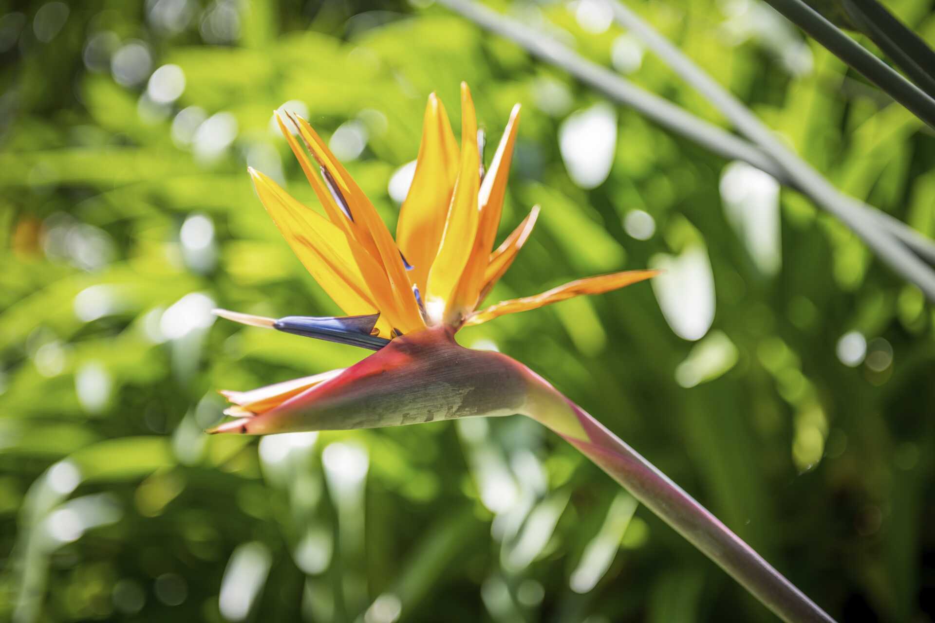 Det sköna klimatet är perfekt för färgglada växter.
