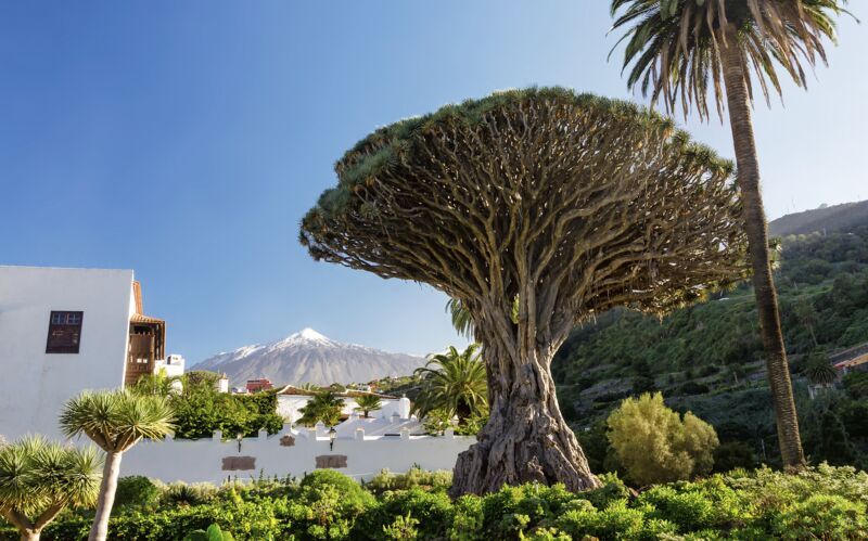 Ötur – det bästa av Teneriffa