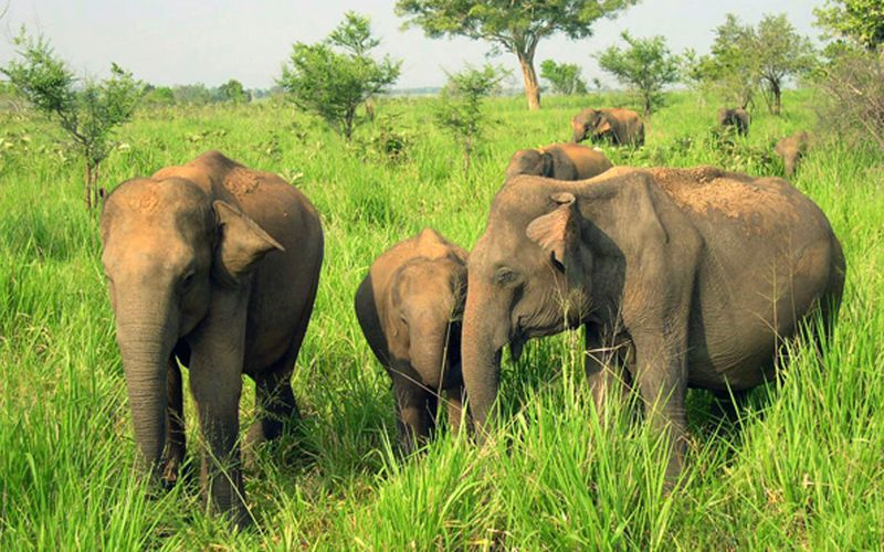 Udawalawe Nationalpark