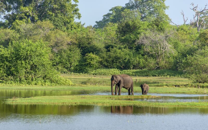 Utflykt till leopardterritoriet - Yala National Park