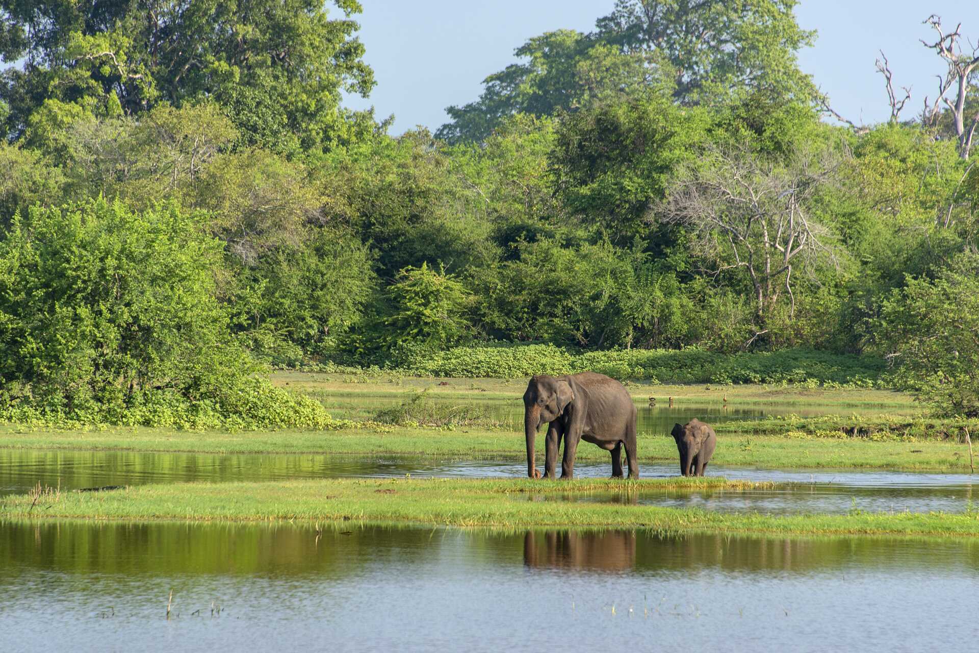 Utflykt till leopardterritoriet - Yala National Park